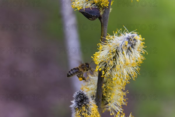 Bees gather nectar on willow catkins in the first warm rays of sunshine