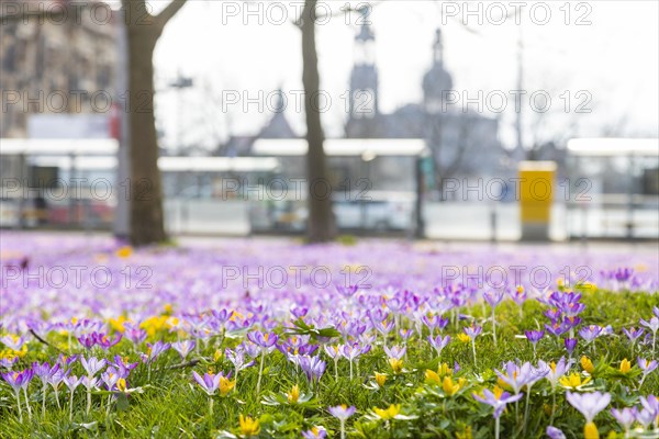 Thousands of crocuses and winter roses are in bloom around the Golden Rider at Neustaedter Markt and are a popular photo motif