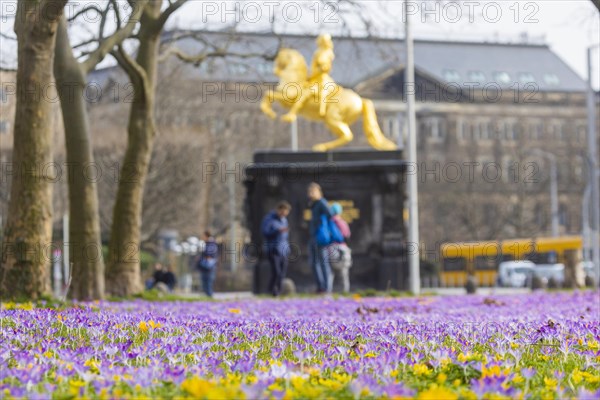 Thousands of crocuses and winter roses are in bloom around the Golden Rider at Neustaedter Markt and are a popular photo motif