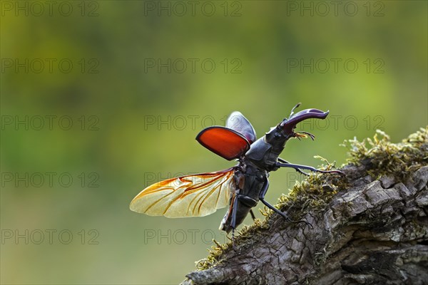 European stag beetle