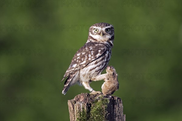 Little owl