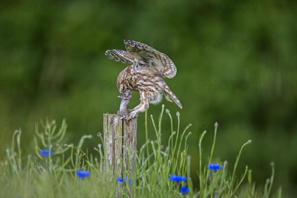 Ringed little owl