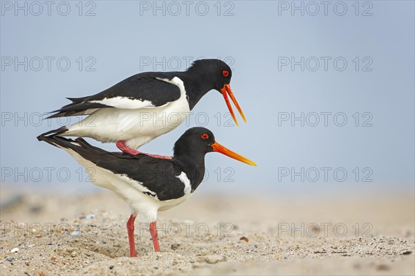 Eurasian oystercatcher