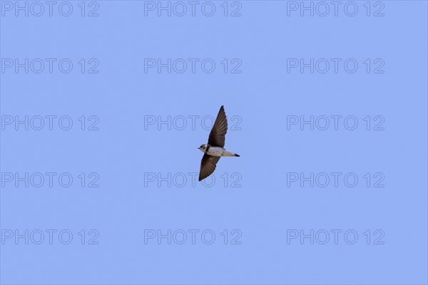 European sand martin