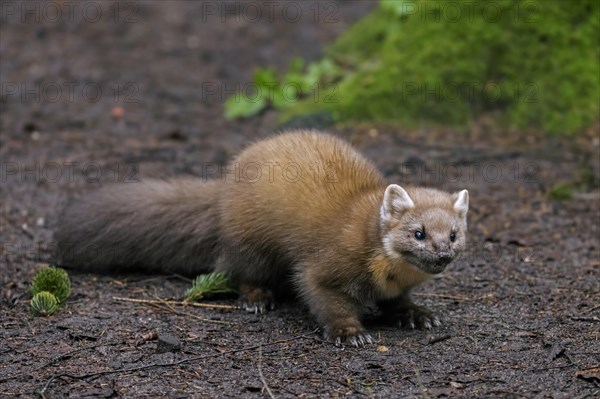 European pine marten