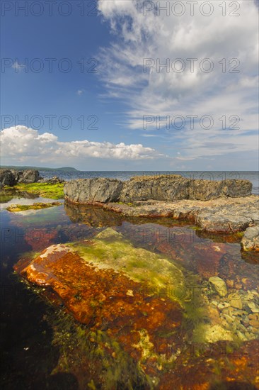 Alga in tide pool