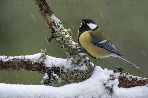 Great Tit