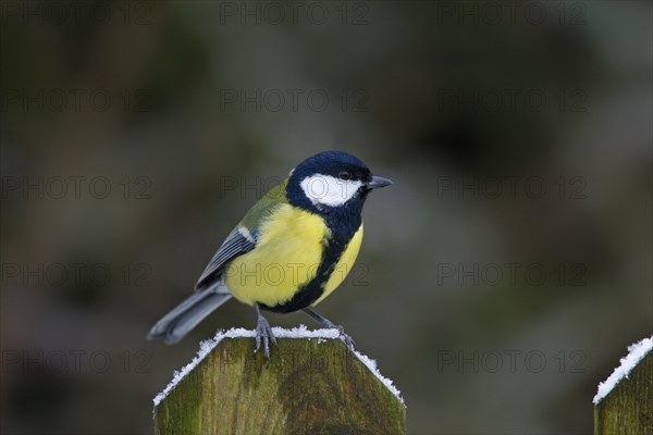 Great tit