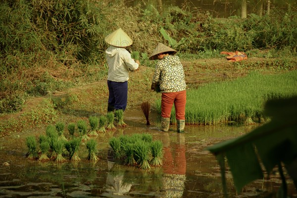 Two Vietnamese farmers planting rice seedlings in the paddy