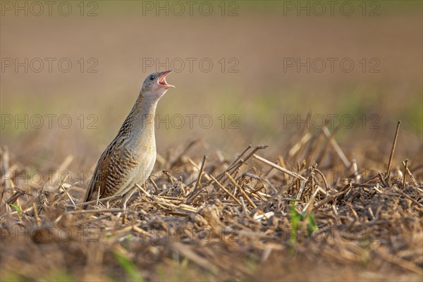 Corn crake