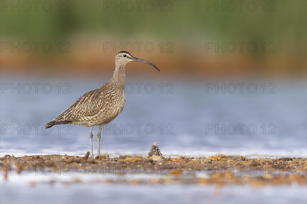 Whimbrel