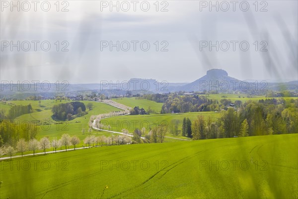 Cherry avenue on the Adamsberg with a view of the Koenigstein Fortress and the Lilienstein