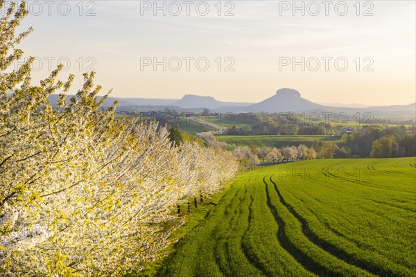 Cherry avenue on the Adamsberg with a view of the Koenigstein Fortress and the Lilienstein