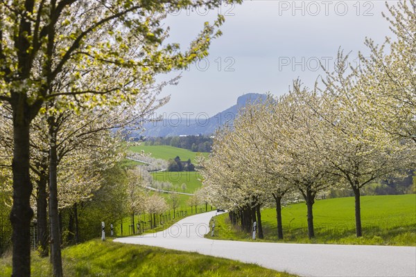 Cherry avenue on the Adamsberg with a view of the Koenigstein Fortress and the Lilienstein