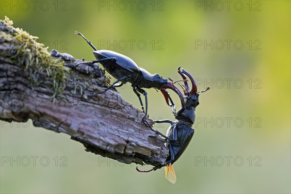 Two European stag beetle