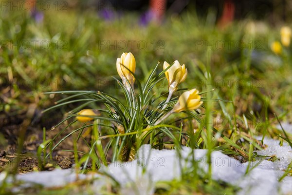 Crocuses push through the snow cover after a warm winter