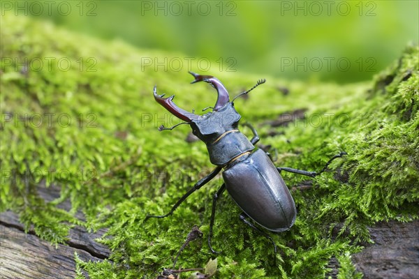 European stag beetle