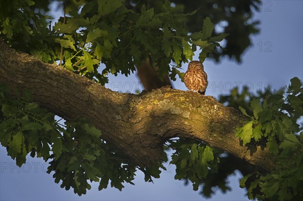 Little owl