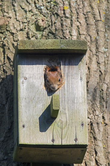 Eurasian red squirrel