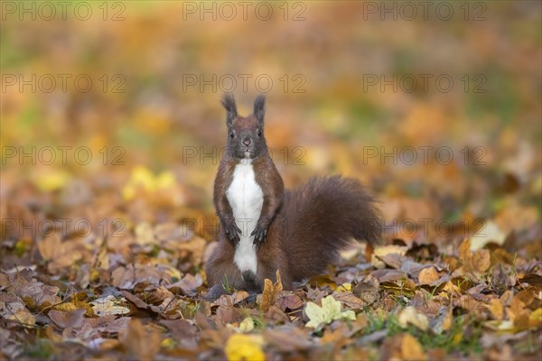 Cute Eurasian red squirrel