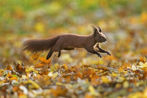 Cute Eurasian red squirrel