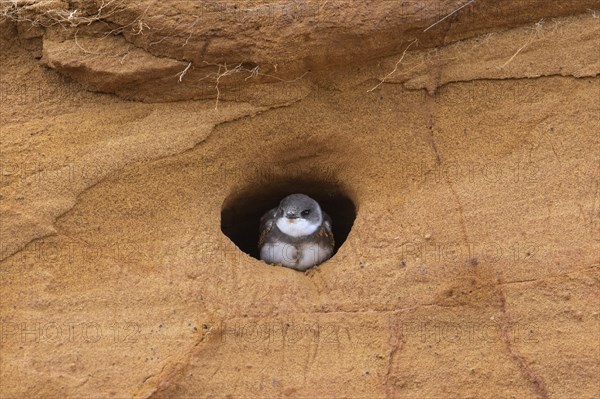 European sand martin