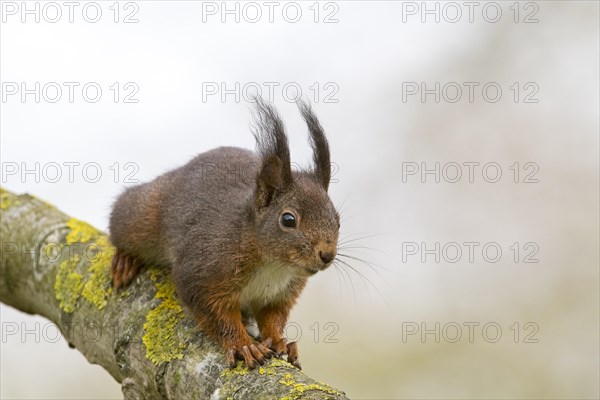 Eurasian red squirrel