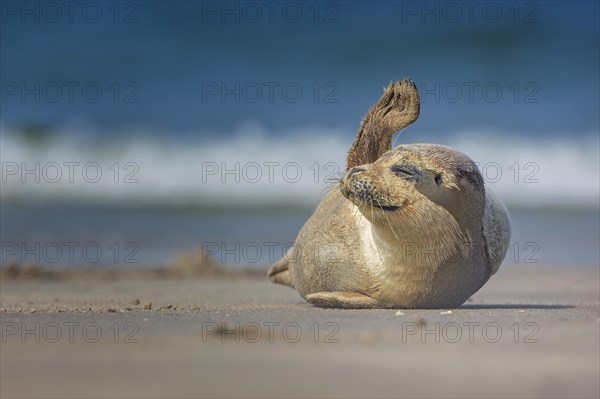 Harbor seal