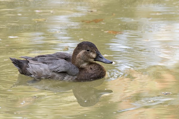 Common pochard