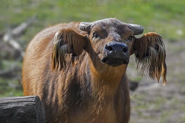 African forest buffalo