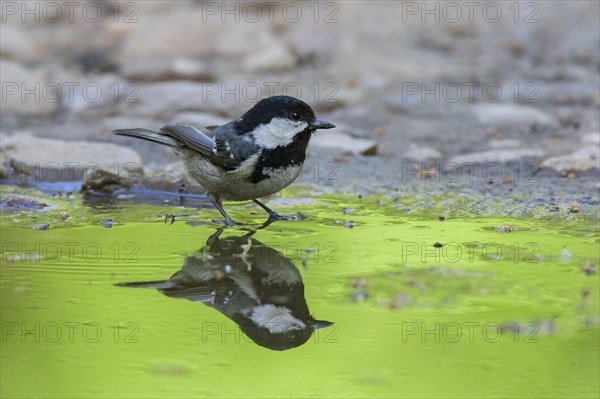 Coal tit