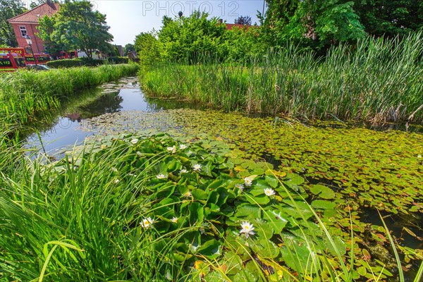 Water ditch with water lilies at Bederkesa Castle in the mud spa