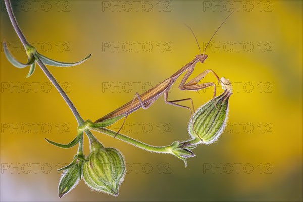 European mantis