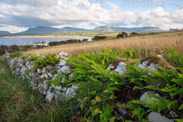 Beautiful fern growing on a stone wall above the sea along the wild Atlantic way. Mullaghmore