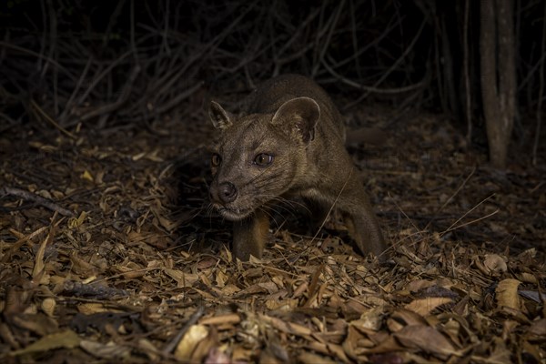 Fossa