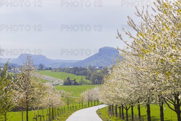 Cherry avenue on the Adamsberg with a view of the Koenigstein Fortress and the Lilienstein