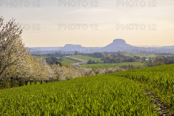 Cherry avenue on the Adamsberg with a view of the Koenigstein Fortress and the Lilienstein