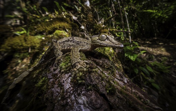 Leaf-tailed gecko