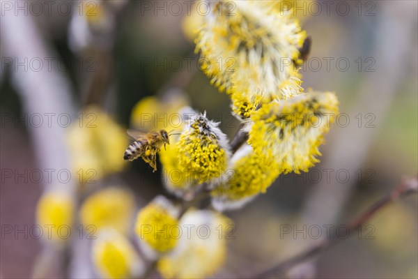 Bees gather nectar on willow catkins in the first warm rays of sunshine