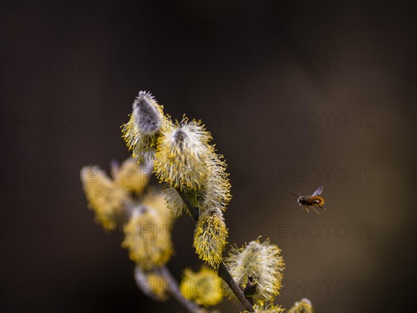 Bees gather nectar on willow catkins in the first warm rays of sunshine