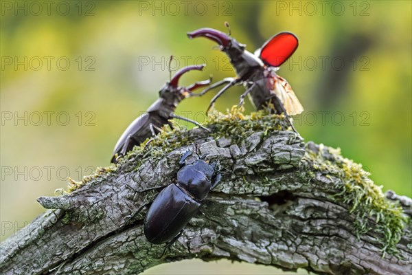 European stag beetles