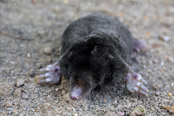 European mole