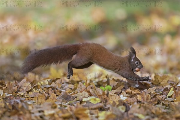 Eurasian red squirrel