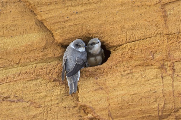 Couple of sand martins