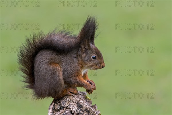 Cute Eurasian red squirrel