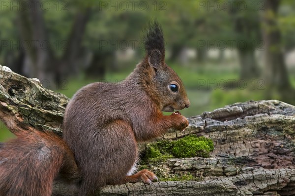 Cute Eurasian red squirrel