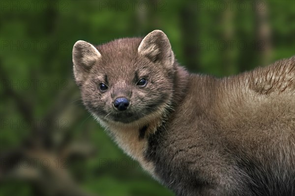 European pine marten