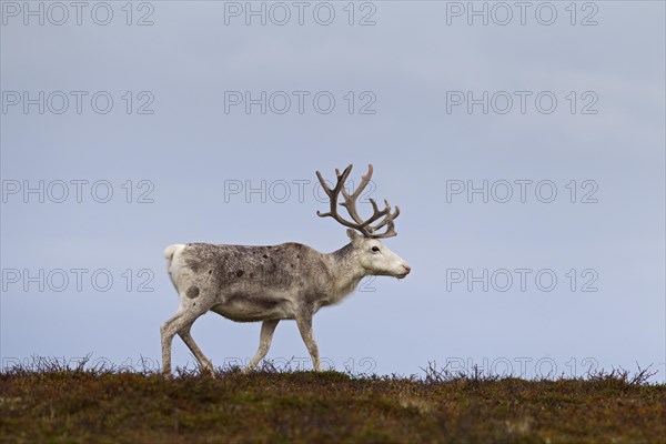 White Reindeer