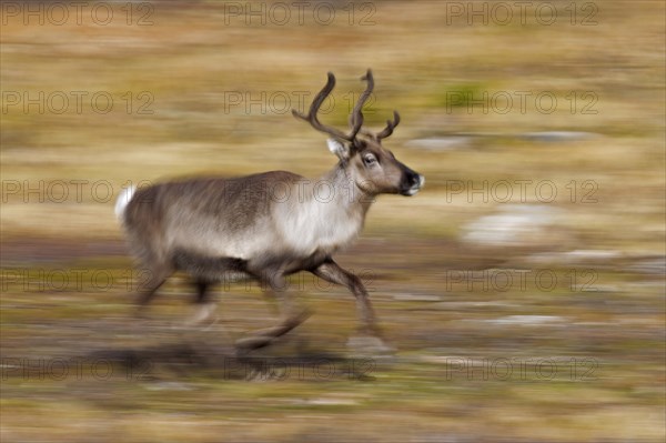 Reindeer