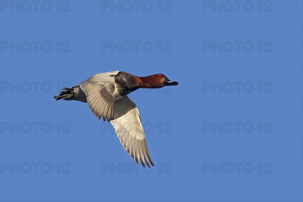 Common pochard